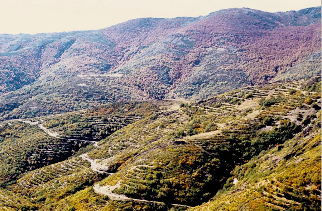 Hayedo en la umbría y, en primer término, monte bajo de roble melojo aterrazado con banquetas para plantar pinos