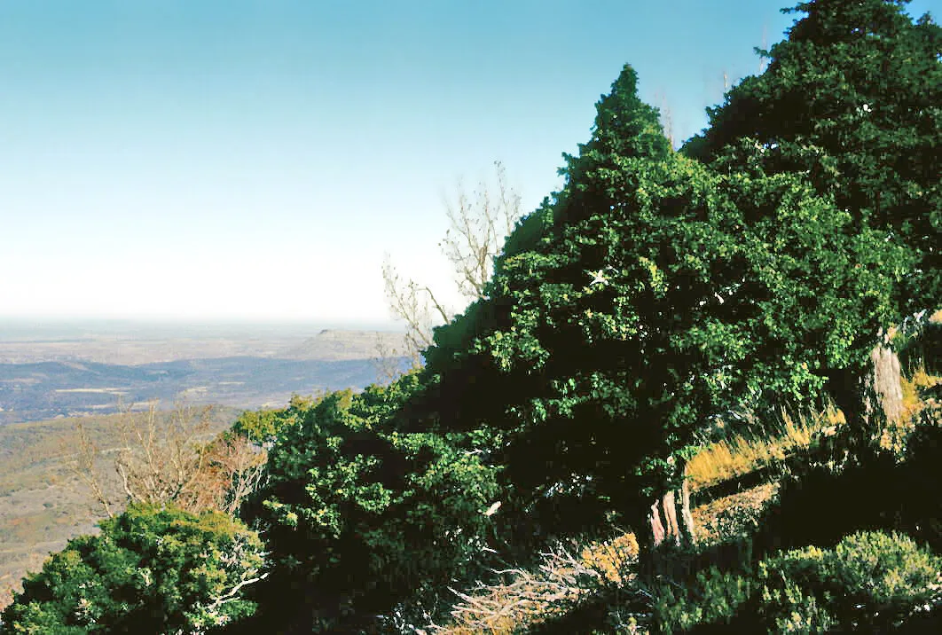 Tejos en la umbría de la Sierra de Ayllón, sobre roca, con la meseta al fondo
