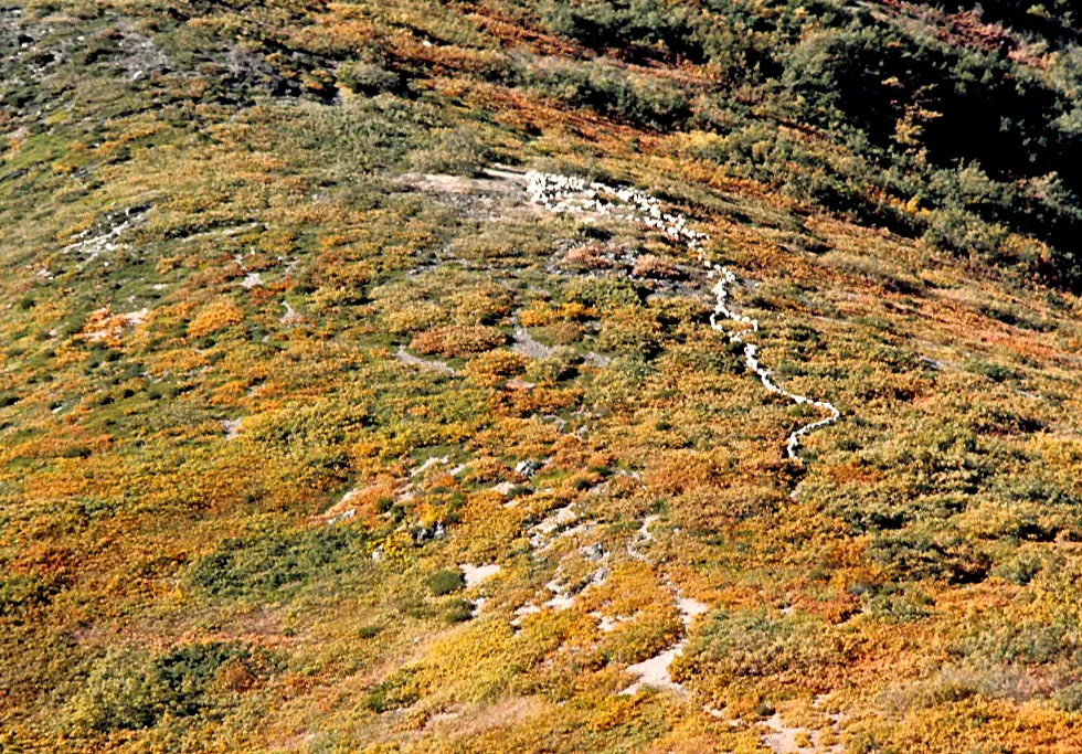Un rebaño de ovejas cruzando en fila una ladera de rebollo bajo y matorral en Becerril, noviembre de 1983