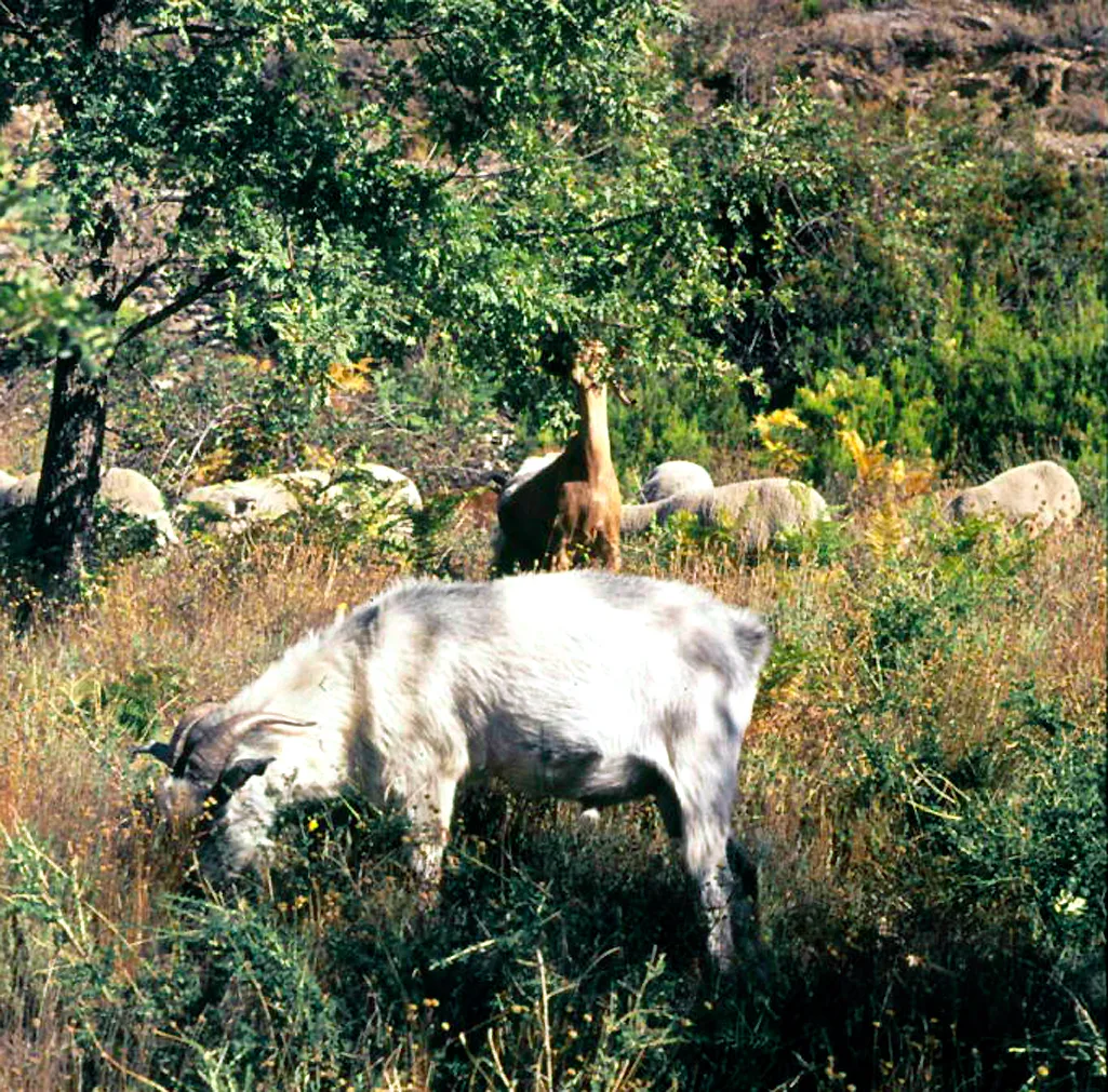 Un rebaño de cabras pastando en el monte de Montejo de la Sierra en 1974, con una de ellas de pie sobre las patas traseras comiéndose las ramas de un árbol