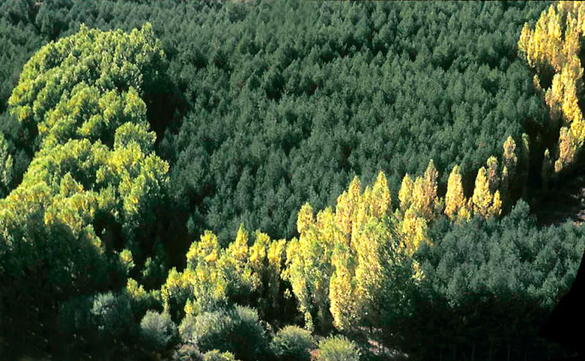 Una ladera de Montejo de la Sierra plantada de pinos y chopos de repoblación, fotografiada en 1974
