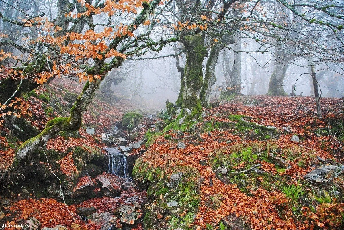 El nacimiento del río Riaza entre las hayas del hayedo de la Pedrosa, con la hojarasca cobriza y la niebla entre los troncos