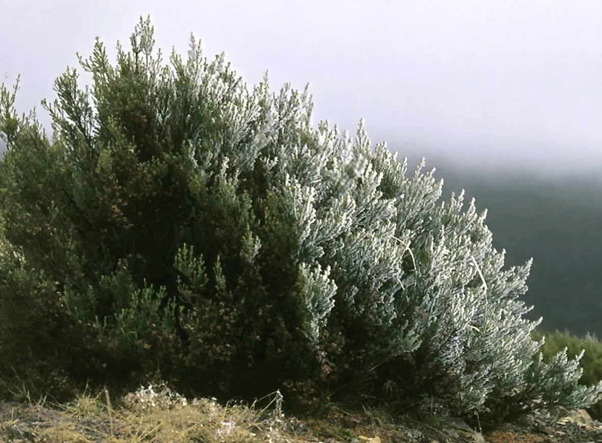 Un brezo cubierto de escarcha blanca por un lado, con niebla detrás, en septiembre de 1974