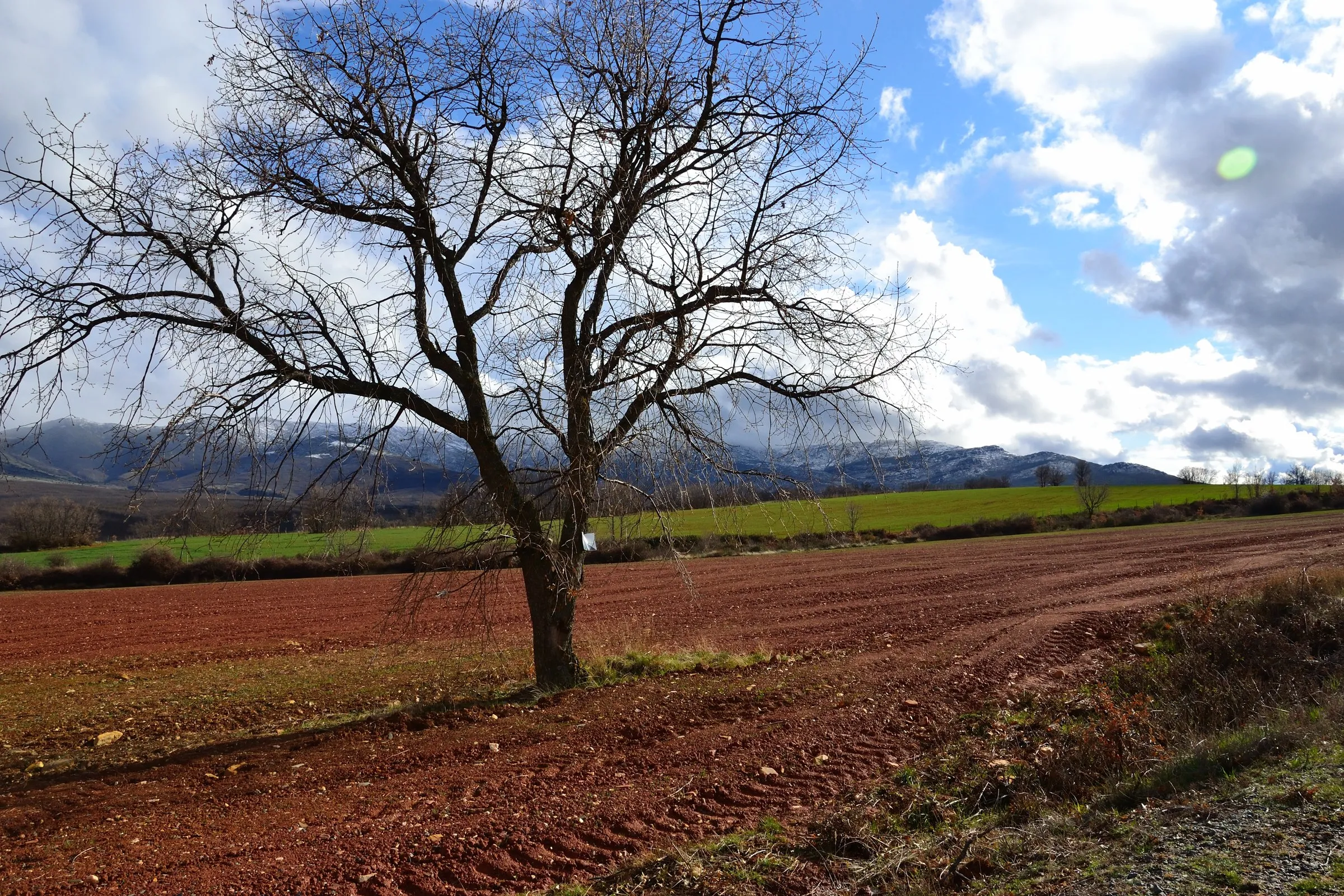 Un árbol solo en un campo de tierra roja arada, con la sierra al fondo